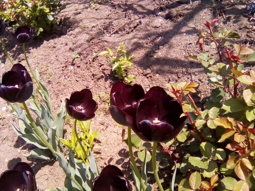  - Florile mamei - muscate-gradina cu lalele