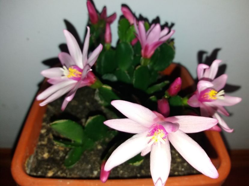  - Florile mele aprilie 2019