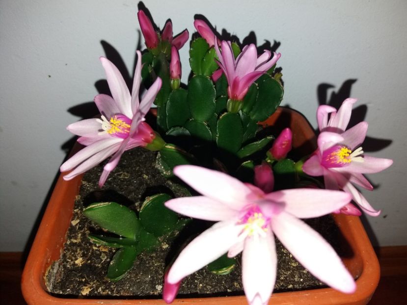  - Florile mele aprilie 2019