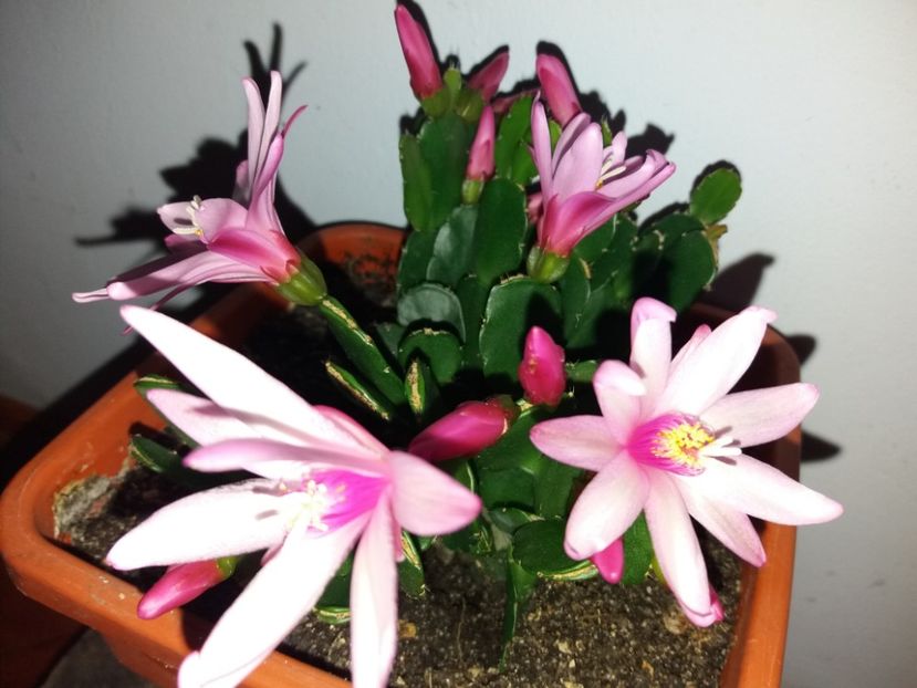  - Florile mele aprilie 2019