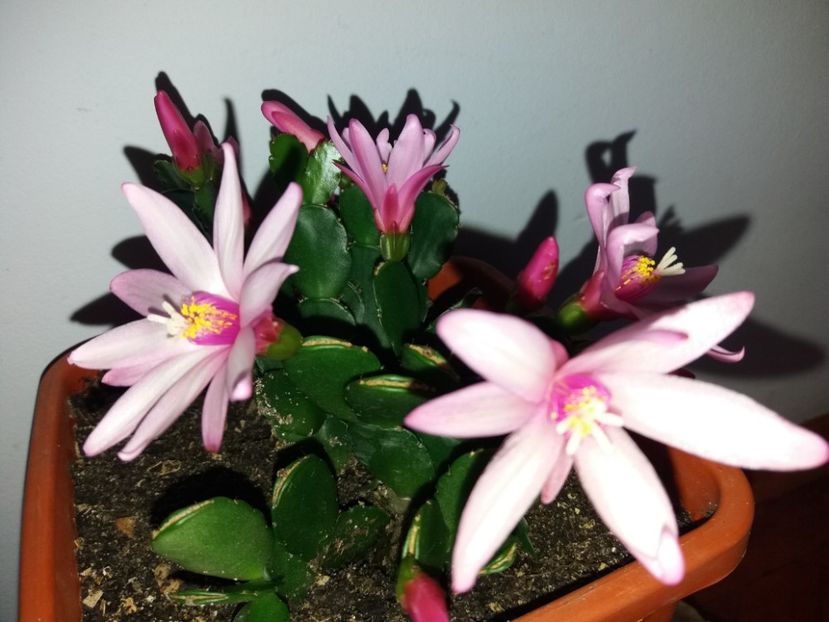  - Florile mele aprilie 2019