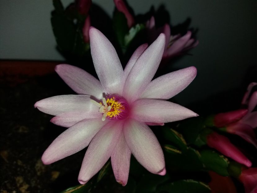  - Florile mele aprilie 2019