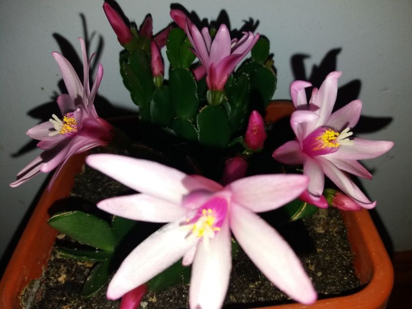  - Florile mele aprilie 2019