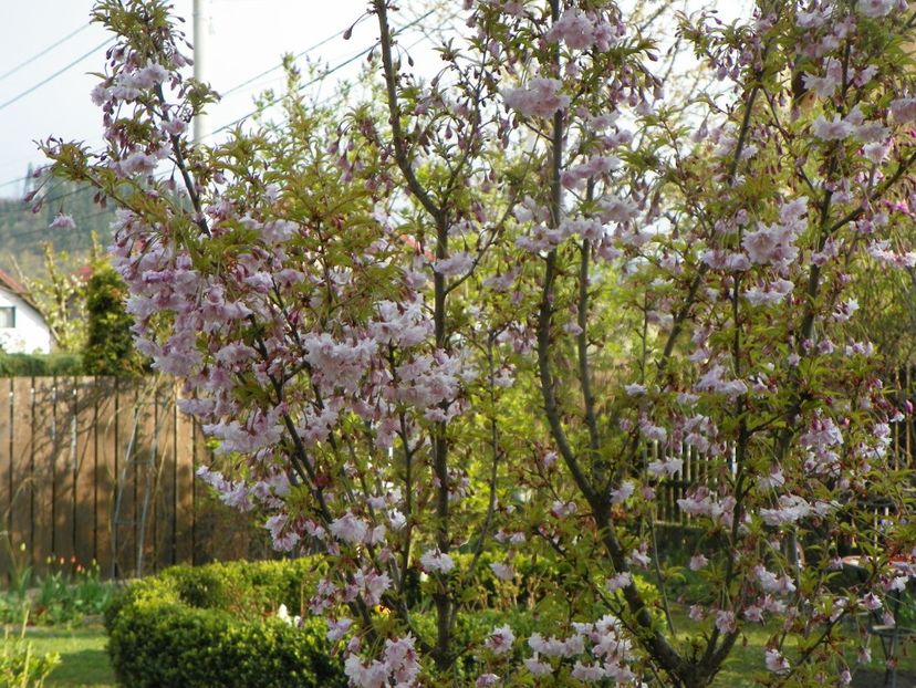 24 apr (1) - Copacei si arbusti 2019