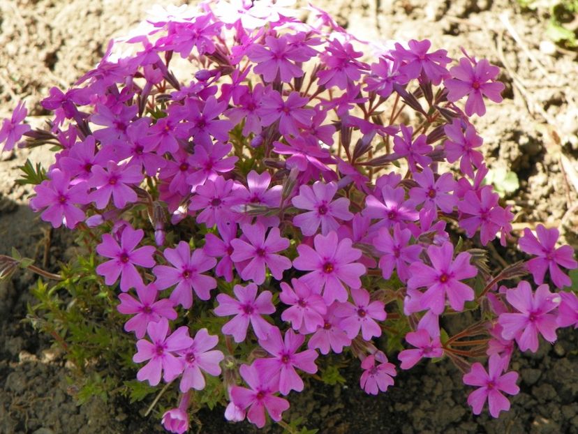 procumbens Rosea - Phlox 2019