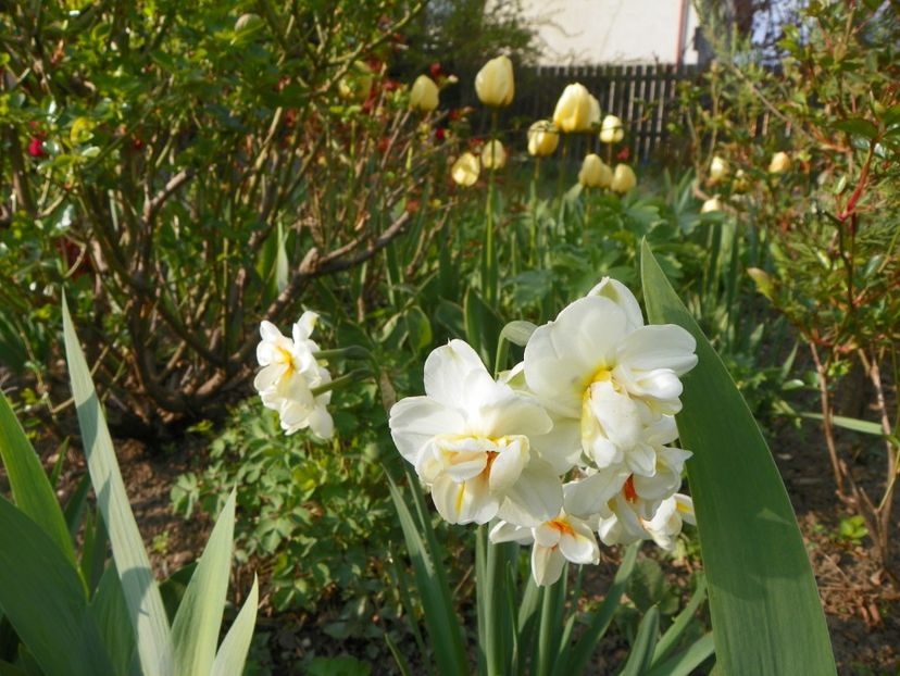 narcise Winston Churchill si lalele Big Jack - Primavara 2019