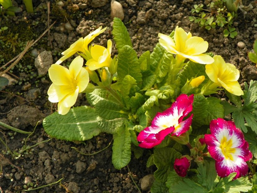 24 apr (9) - Primavara 2019