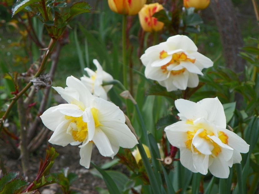 narcise Samantha - Primavara 2019