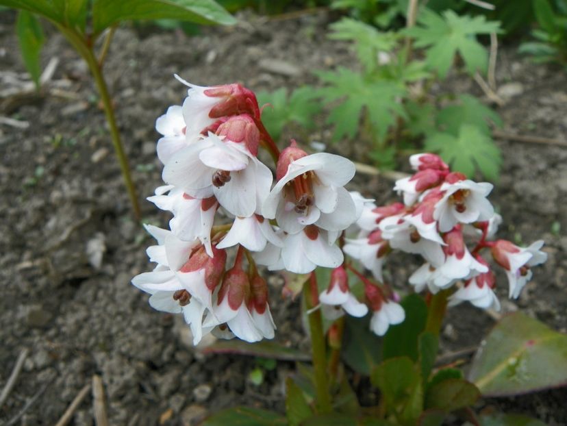 24 apr (12) - Primavara 2019