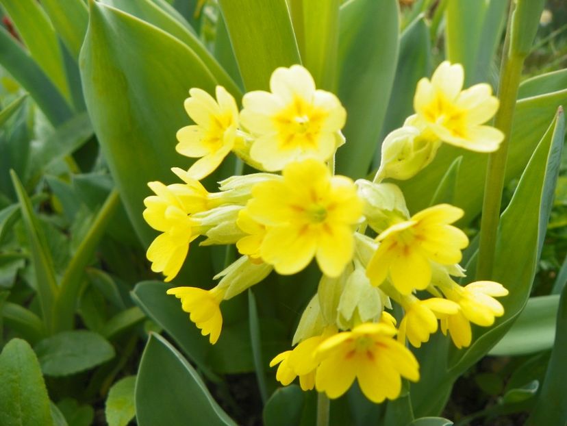 primula elatior - Primavara 2019