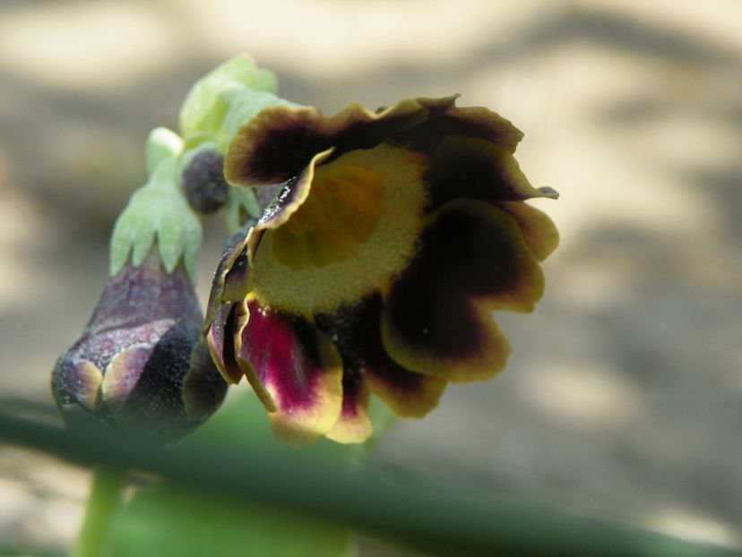 primula pubescens - Primavara 2019