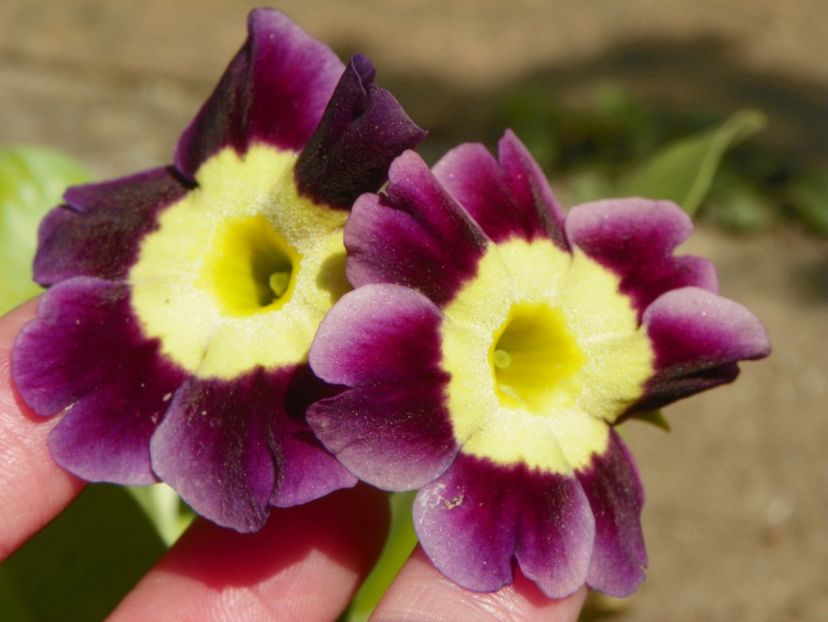 primula pubescens - Primavara 2019