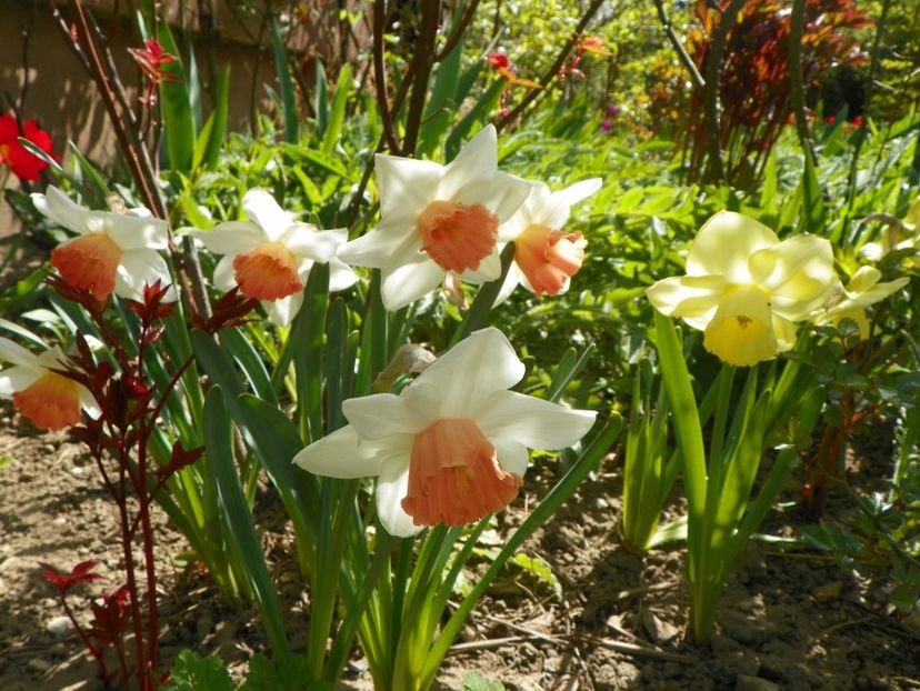 narcise Accent si Avalon - Primavara 2019