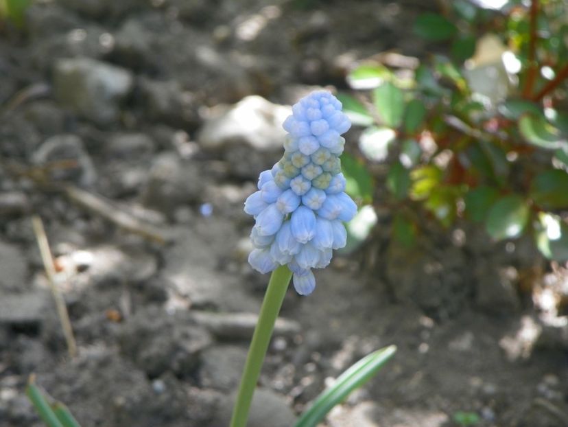 muscari Baby's Breath - Primavara 2019