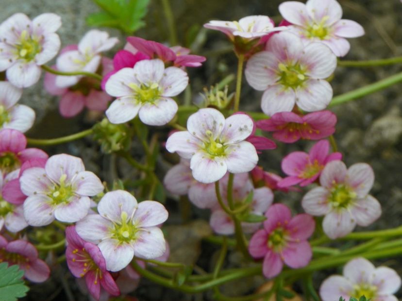 saxifraga Pixie - Primavara 2019