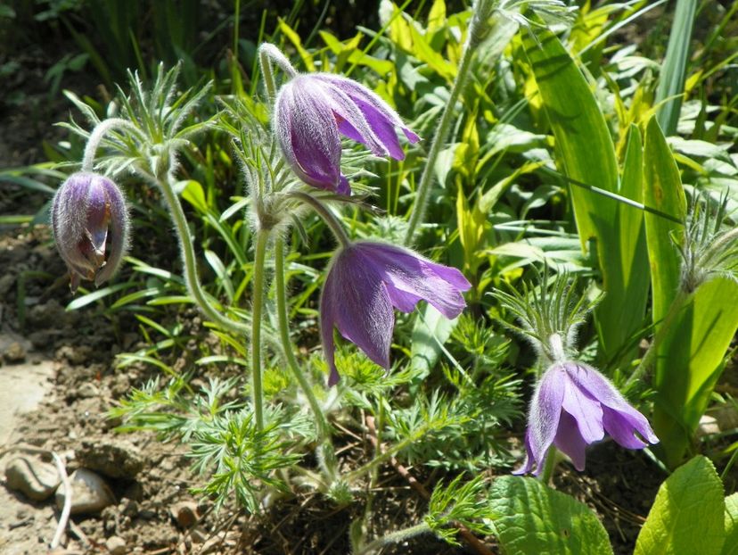 24 apr (30) - Primavara 2019