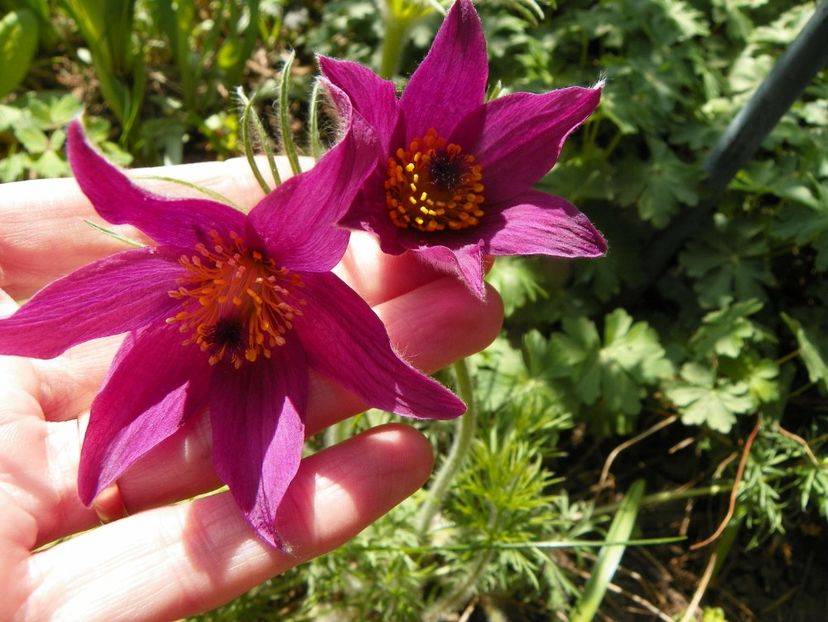 24 apr (31) - Primavara 2019