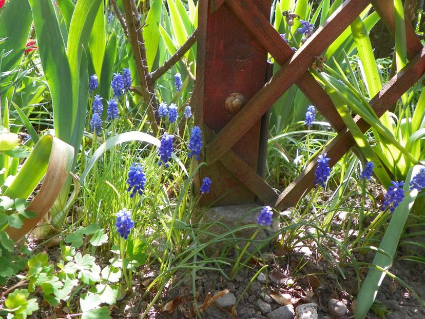 24 apr (32) - Primavara 2019