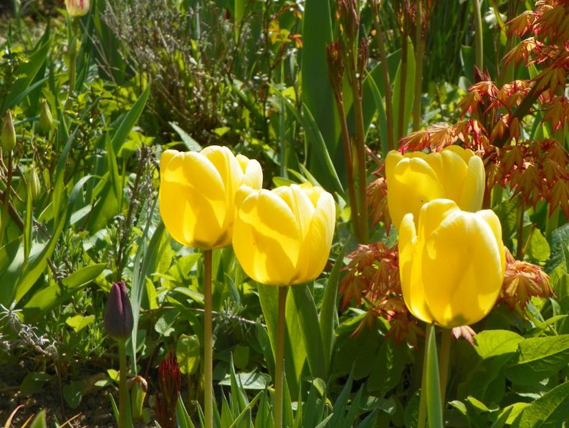 24 apr (36) - Primavara 2019