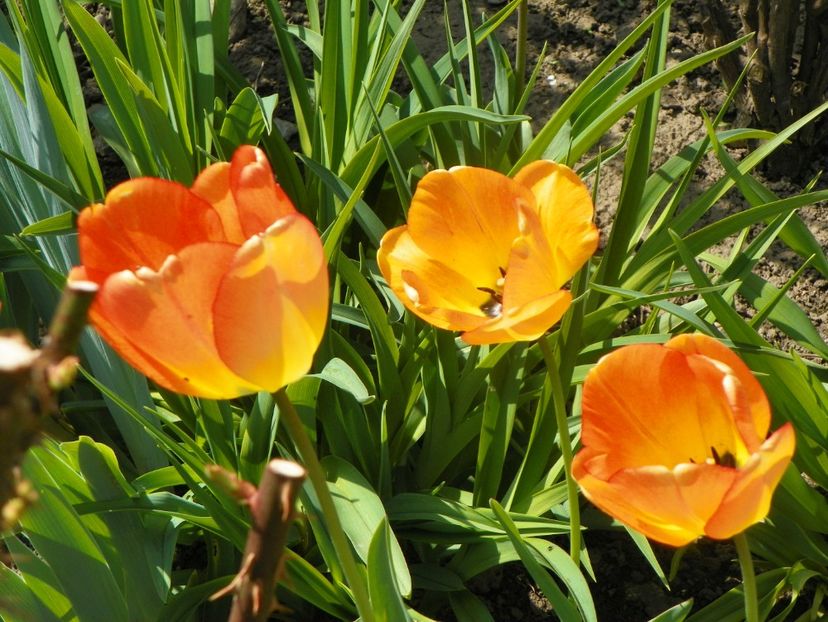 lalele Daydream - Primavara 2019