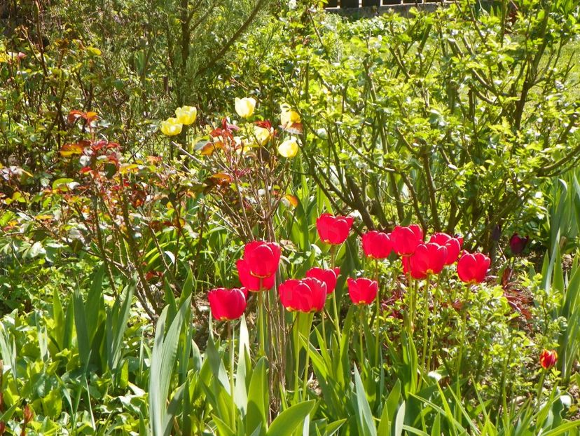 24 apr (42) - Primavara 2019