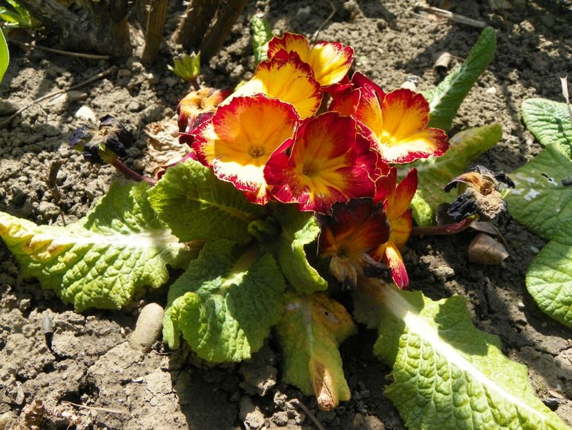 24 apr (46) - Primavara 2019