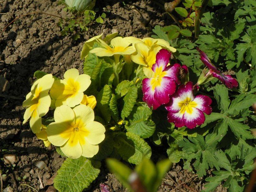 24 apr (47) - Primavara 2019