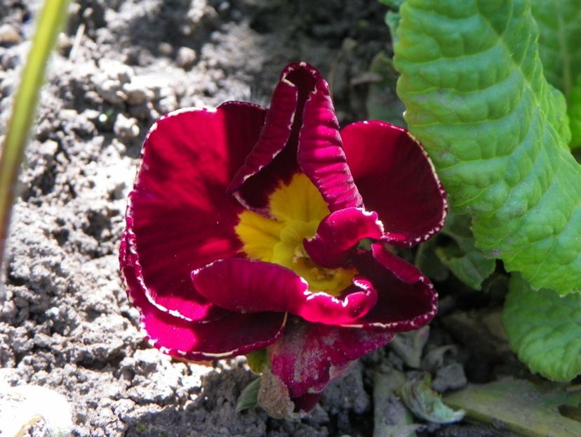 24 apr (50) - Primavara 2019