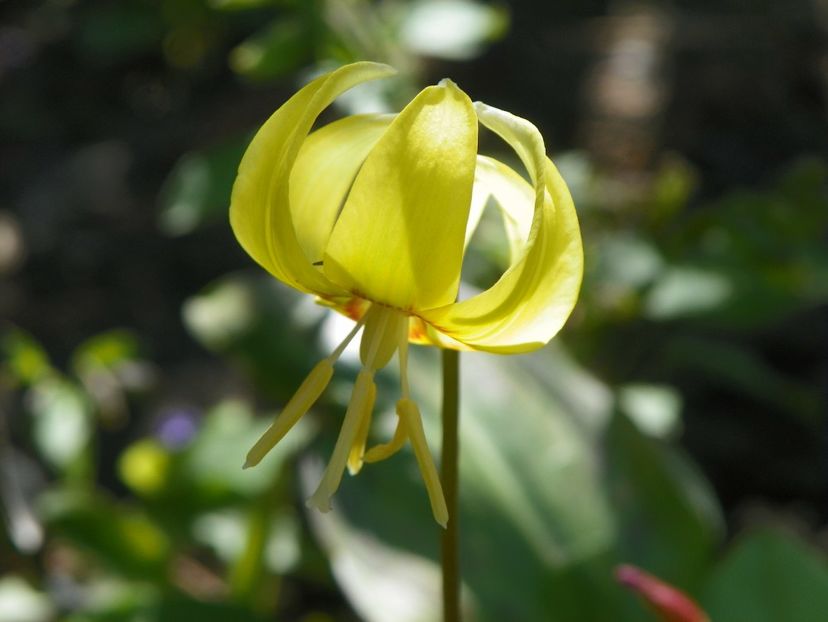 erythronium - Primavara 2019