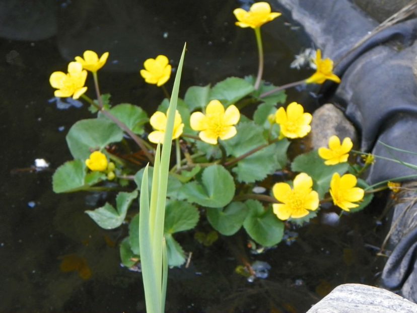caltha palustris - Primavara 2019