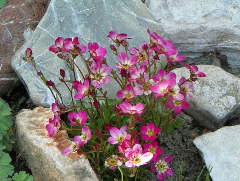 saxifraga Peter Pan - Primavara 2019