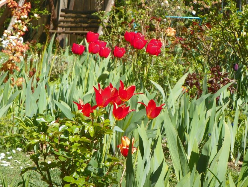 24 apr (60) - Primavara 2019