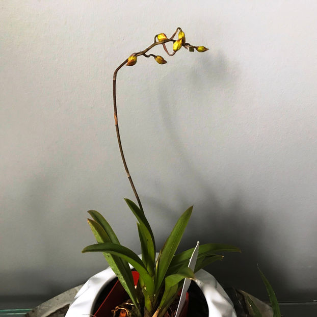  - Plante de interior 2019