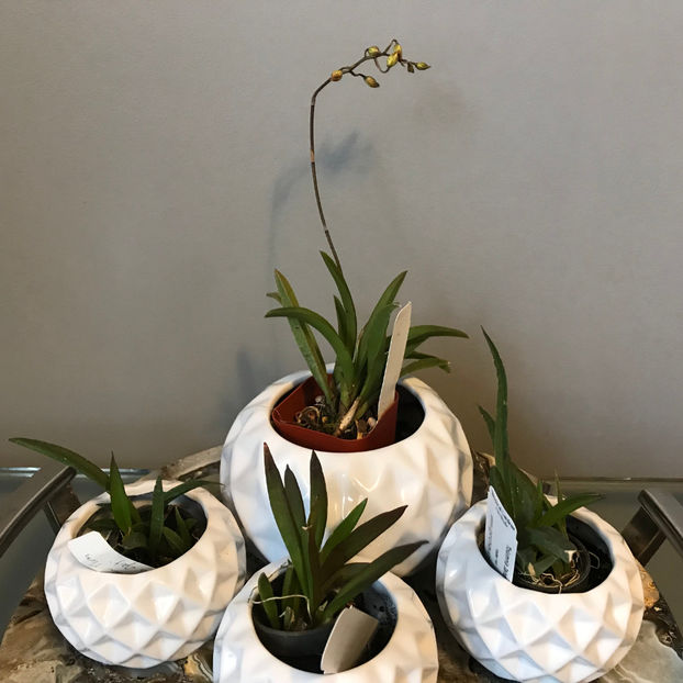  - Plante de interior 2019