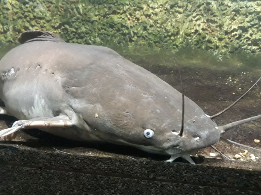  - 2019 - Excursie Constanta