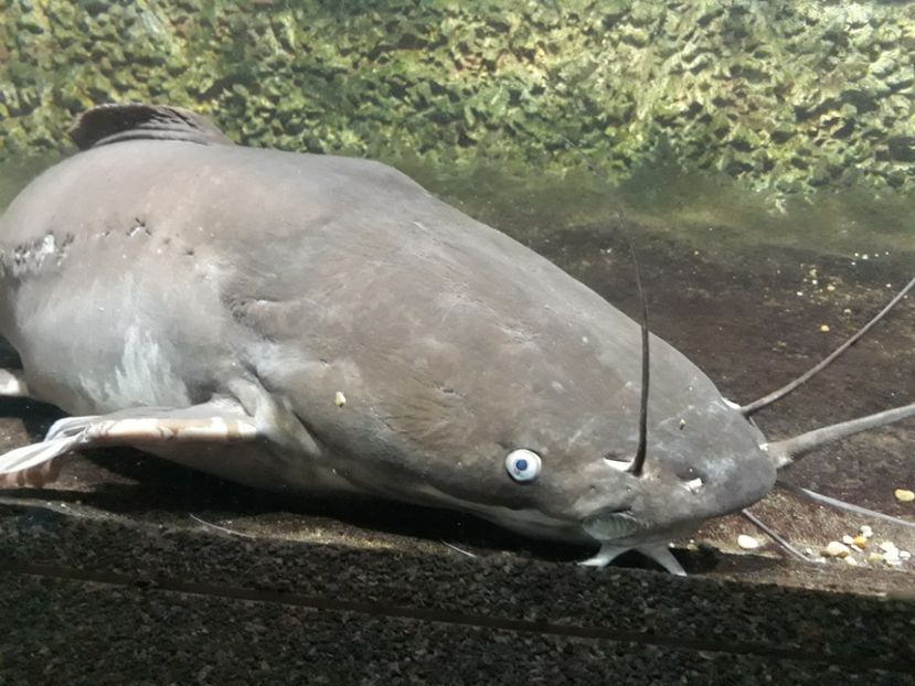  - 2019 - Excursie Constanta