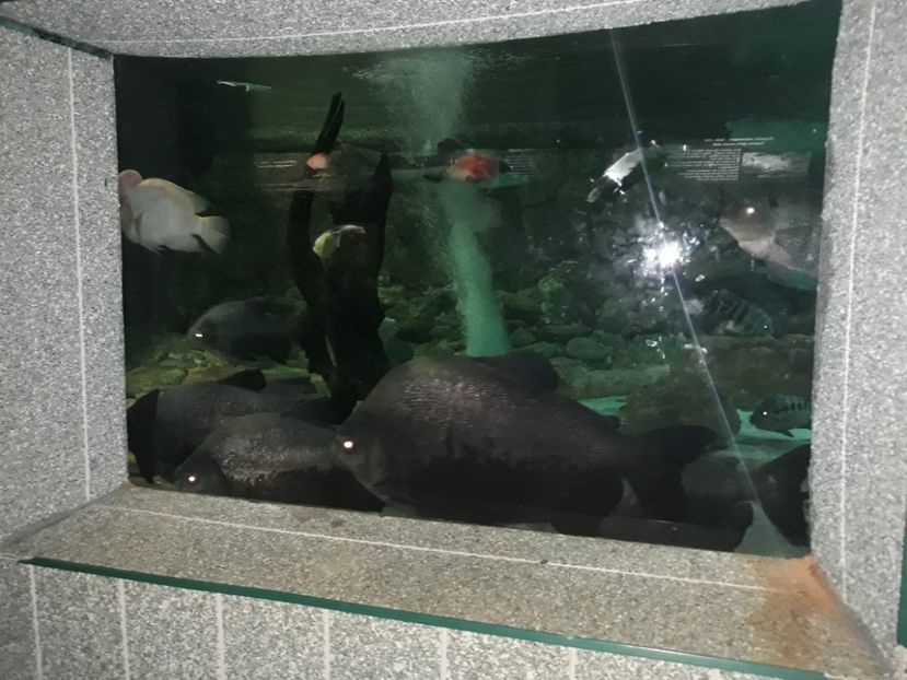  - 2019 - Excursie Constanta