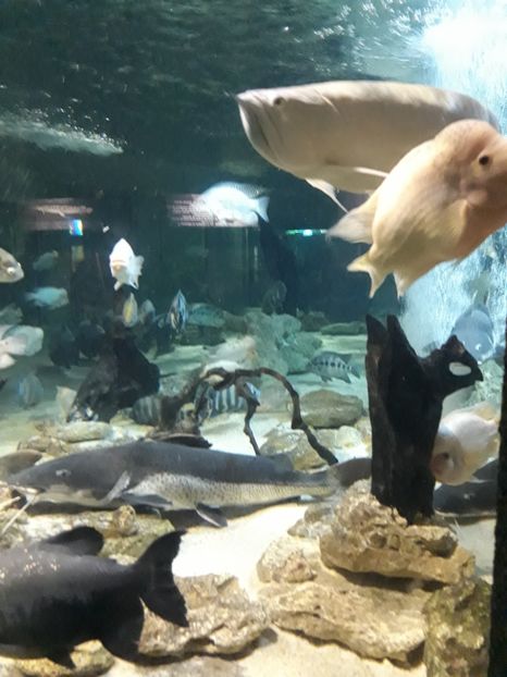  - 2019 - Excursie Constanta