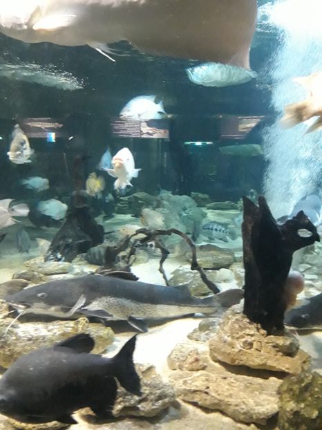  - 2019 - Excursie Constanta