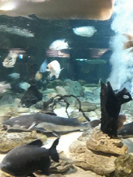  - 2019 - Excursie Constanta