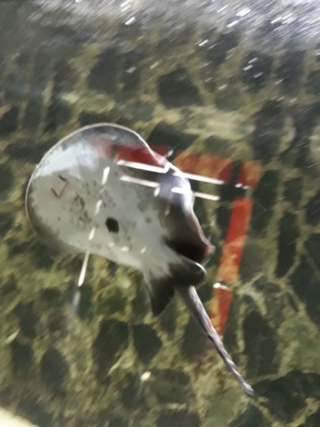  - 2019 - Excursie Constanta