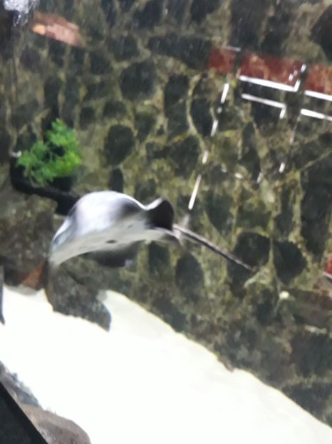  - 2019 - Excursie Constanta