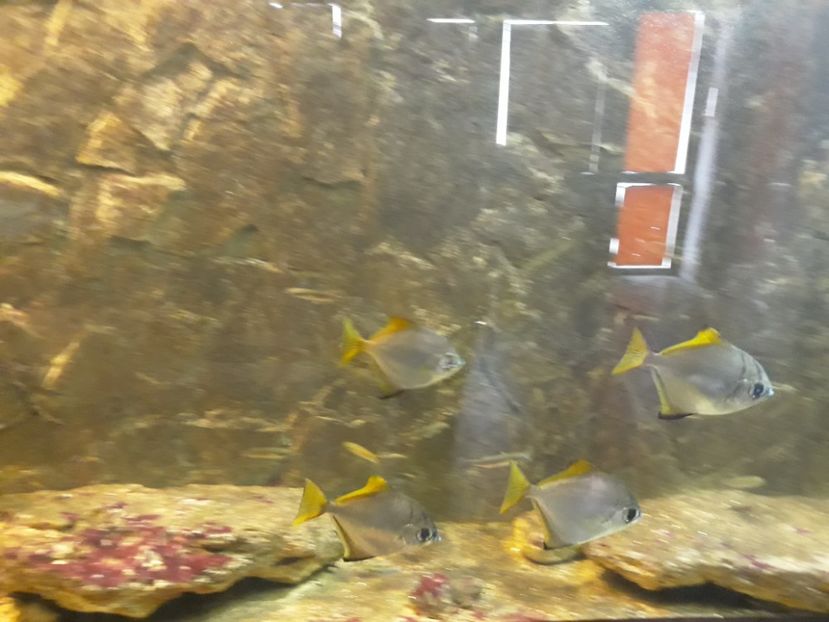  - 2019 - Excursie Constanta