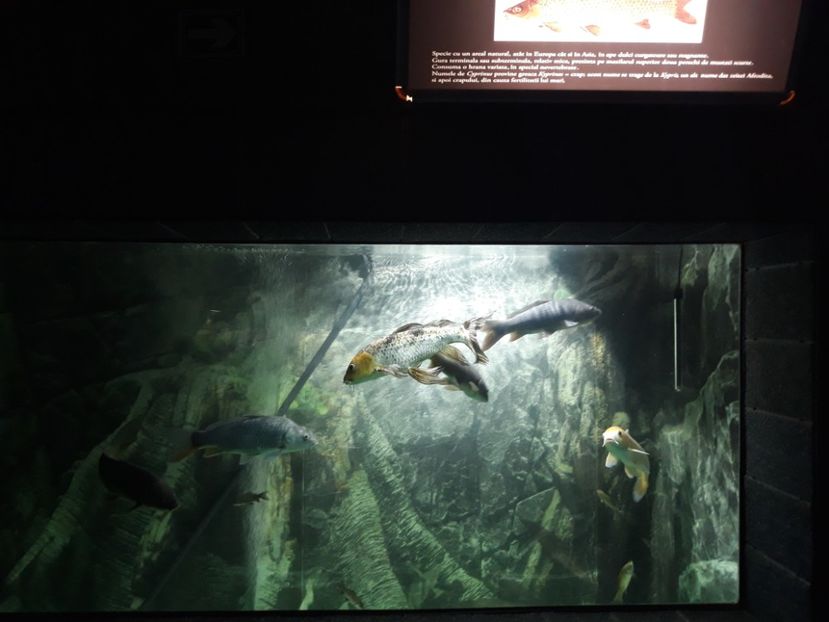  - 2019 - Excursie Constanta