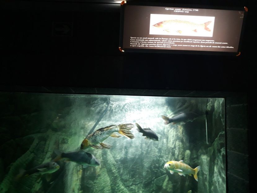  - 2019 - Excursie Constanta