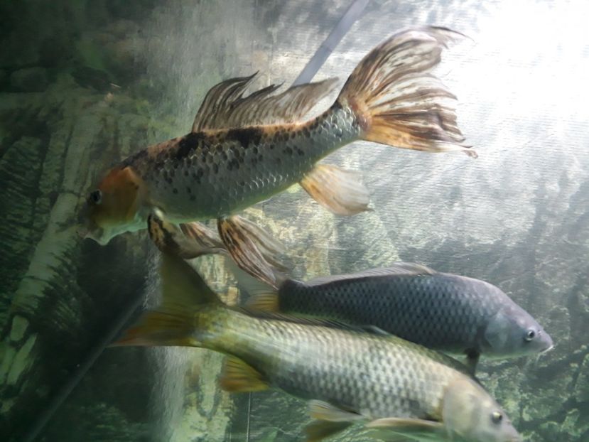  - 2019 - Excursie Constanta