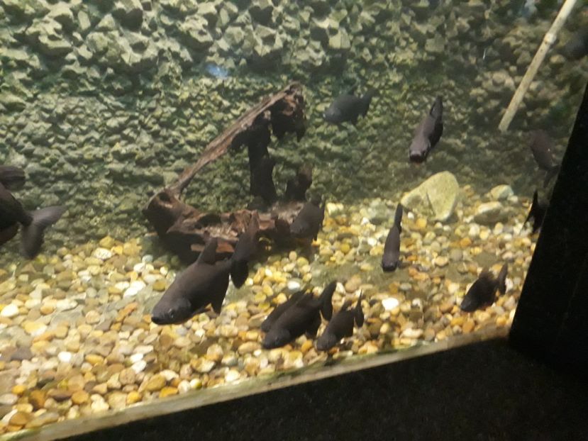  - 2019 - Excursie Constanta