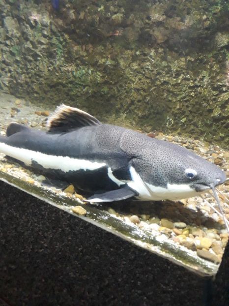  - 2019 - Excursie Constanta