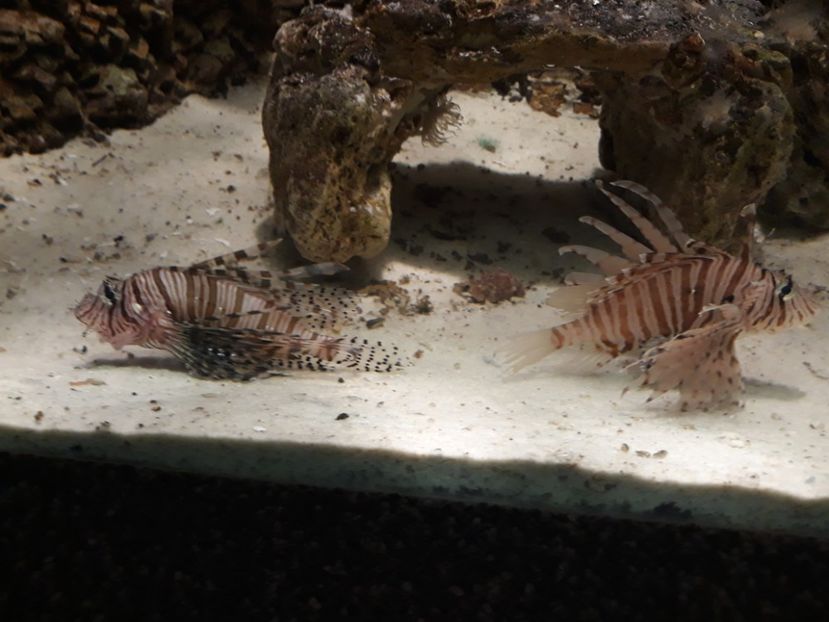  - 2019 - Excursie Constanta