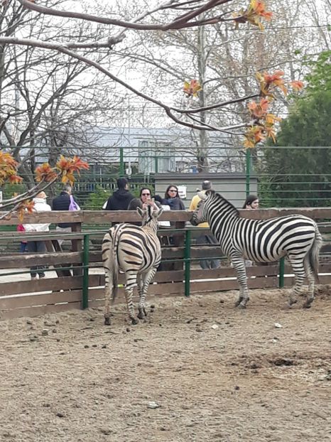  - 2019 - Excursie Constanta